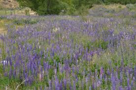 Image result for Lupinus polyphyllus Lindl.