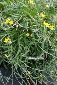 Image result for Diplotaxis tenuifolia