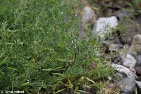 Attēlu rezultāti vaicājumam “Vicia lathyroides leaf”