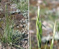 Attēlu rezultāti vaicājumam “Danthonia decumbens”
