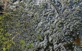 Attēlu rezultāti vaicājumam “Warnstorfia fluitans”