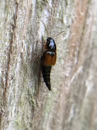 Attēlu rezultāti vaicājumam “Tachyporus sp.”