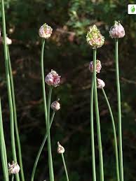 Attēlu rezultāti vaicājumam “Allium scorodoprasum fruit”