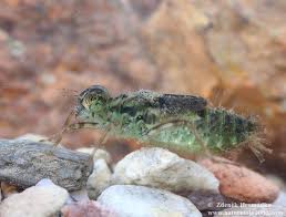 Attēlu rezultāti vaicājumam “Sympetrum vulgatum”