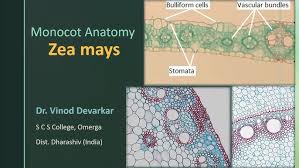 Attēlu rezultāti vaicājumam “Zea mays leaf”