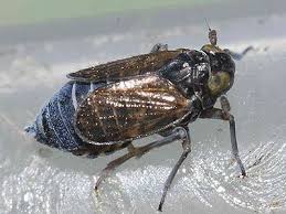 Attēlu rezultāti vaicājumam “Javesella pellucida male”