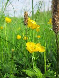 Attēlu rezultāti vaicājumam “Ranunculus acris”