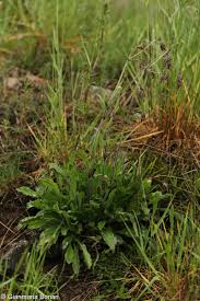 Attēlu rezultāti vaicājumam “Silene nutans”
