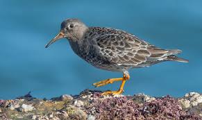 Attēlu rezultāti vaicājumam “Calidris maritima adult”