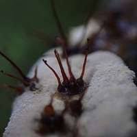 Attēlu rezultāti vaicājumam “Melanospora lagenaria”