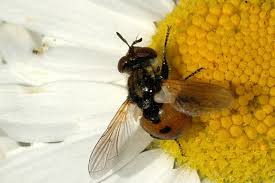 Attēlu rezultāti vaicājumam “Gymnosoma sp.”