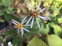 Attēlu rezultāti vaicājumam “Moehringia lateriflora flower”