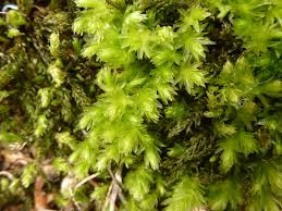 Attēlu rezultāti vaicājumam “Mnium hornum”