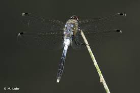Attēlu rezultāti vaicājumam “Leucorrhinia albifrons”