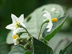 Attēlu rezultāti vaicājumam “Solanum nigrum flower”
