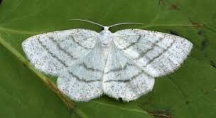 Attēlu rezultāti vaicājumam “Cabera pusaria”