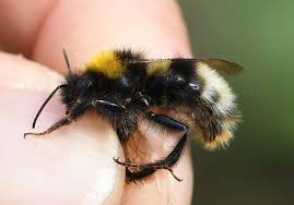 Attēlu rezultāti vaicājumam “Psithyrus sylvestris”