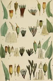 Attēlu rezultāti vaicājumam “Schistidium apocarpum young”