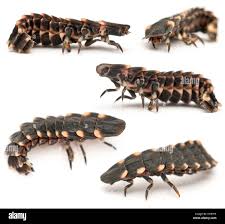 Attēlu rezultāti vaicājumam “Lampyris noctiluca”