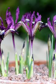 Attēlu rezultāti vaicājumam “Iris reticulata flower”