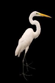 Attēlu rezultāti vaicājumam “Egretta alba”