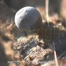 Attēlu rezultāti vaicājumam “Badhamia flavoglauca sessile”