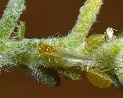 Attēlu rezultāti vaicājumam “Aphelia viburniana”