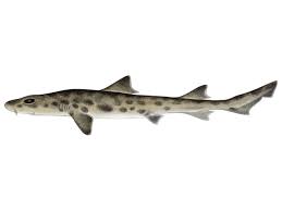 Image result for Furgaleus macki