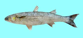 Image result for Chelon saliens