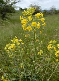 Attēlu rezultāti vaicājumam “Sisymbrium loeselii”