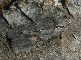 Attēlu rezultāti vaicājumam “Lithophane furcifera”