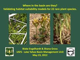 Attēlu rezultāti vaicājumam “Helodium blandowii”