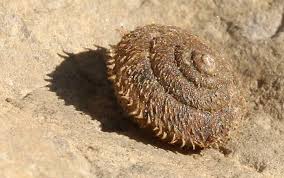 Attēlu rezultāti vaicājumam “Fruticola fruticum”