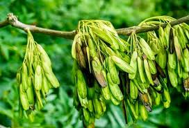 Attēlu rezultāti vaicājumam “Fraxinus excelsior fruit”