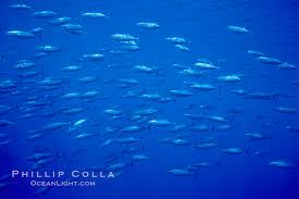 Image result for Katsuwonus pelamis