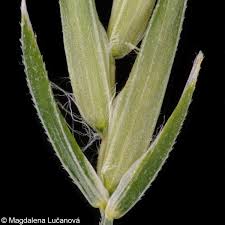 Attēlu rezultāti vaicājumam “Poa remota”