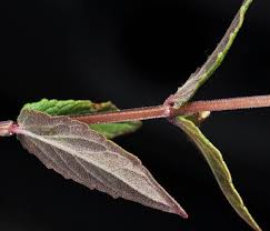 Attēlu rezultāti vaicājumam “Scutellaria galericulata leaf”