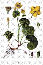 Attēlu rezultāti vaicājumam “Caltha palustris fruit”