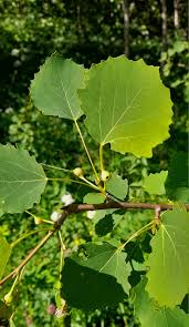 Attēlu rezultāti vaicājumam “Contarinia petioli”