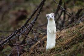 Attēlu rezultāti vaicājumam “Mustela erminea”