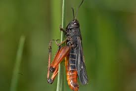Attēlu rezultāti vaicājumam “Entomophaga grylli”