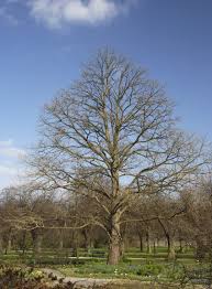 Attēlu rezultāti vaicājumam “Corylus colurna”