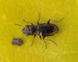 Attēlu rezultāti vaicājumam “Notiophilus germinyi”