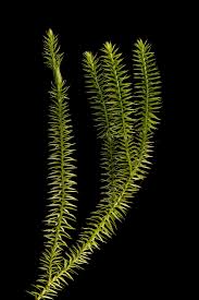 Attēlu rezultāti vaicājumam “Lycopodium annotinum”