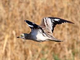 Image result for Burhinus oedicnemus