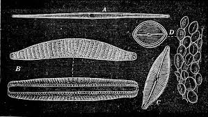 Attēlu rezultāti vaicājumam “Lycogala botrydium plasmodium”