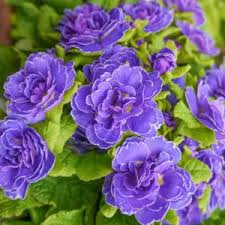 Attēlu rezultāti vaicājumam “Primula veris var. rubra flower”