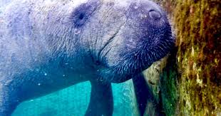 Image result for Manunitid