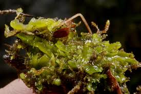 Attēlu rezultāti vaicājumam “Riccardia incurvata”