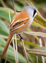 Attēlu rezultāti vaicājumam “Panurus biarmicus male”